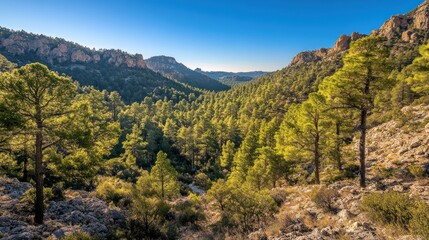 Obraz premium Sunny mountain valley, pine forest, scenic overlook, hiking trail