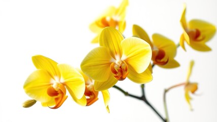 Fototapeta premium Stunning Yellow Orchid Blooms - Close-up Photography