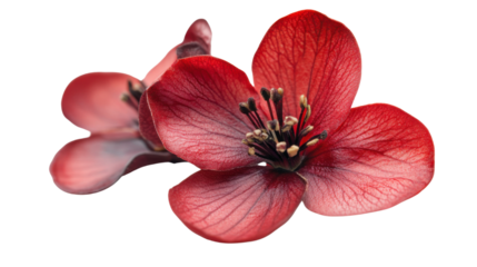 Red flower on transparent background