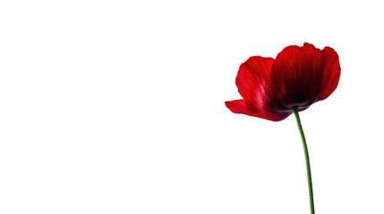 Red flower on transparent background