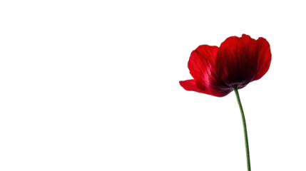 Red flower on transparent background