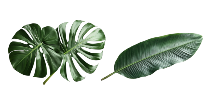 set of green monstera leaves isolated on a transparent background, cut out
