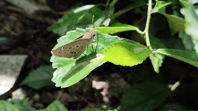 A small butterfly is on the surface of an Acalypha Siamensis leaf; the color of the leaf looks bright green on a sunny morning, while the other leaves around it look blurry.