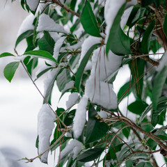 Plant covered in snow