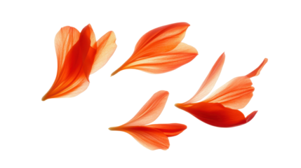 Red leaves on transparent background