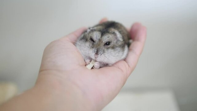 Dwarf Hamster Resting Comfortably on a Person's Hand While Nibbling a Snack, Showcasing a Bond Between Pet and Owner in a Gentle and Caring Moment of Interaction and Trust