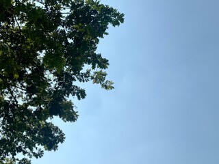Fototapeta premium trees and sky