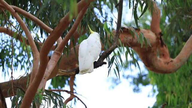 White Cockatoo Perched on Eucalyptus Tree Branch - Australian Wildlife, 4K 50fps