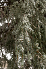 Christmas tree branches in the snow. Winter landscape. Snowy winter