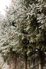 Christmas tree branches in the snow. Winter landscape. Snowy winter