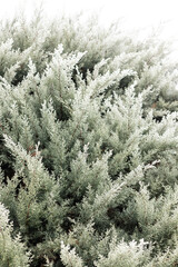 Christmas tree branches in the snow. Winter landscape. Snowy winter