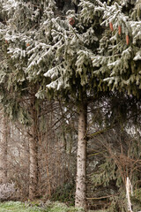 Fototapety na wymiar - Fototapeta24.pl