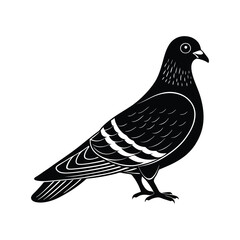 pigeon vector illustration