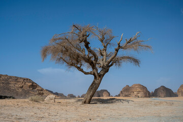 tree in the desert