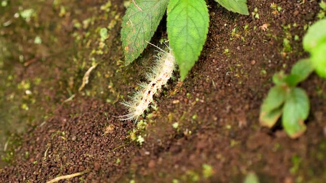 Close-up of the venomous Lonomia caterpillar, showcasing its intricate patterns and dangerous allure. Filmed in the lush rainforests of Costa Rica.