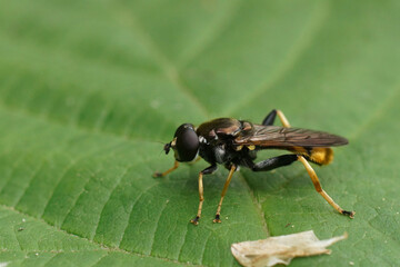 Closeup on a Golden-tailed leafwalker, Xylota sylvarum