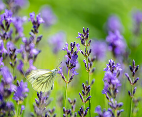 Macro of a white cabbage butterfly