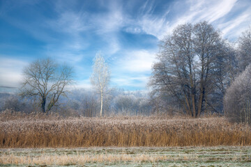 Frosted birch tree in a winter landscape