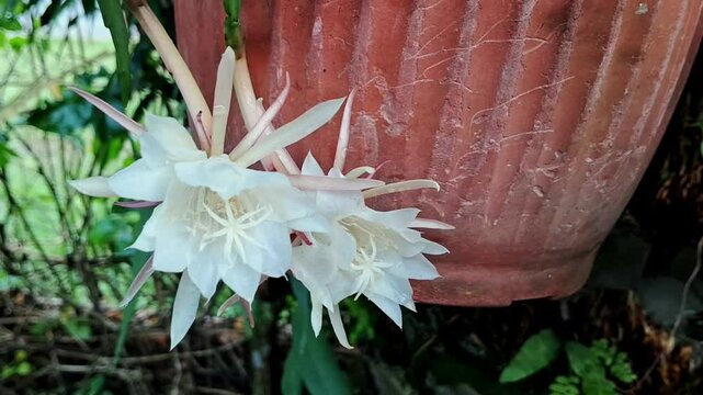 White flowers of fishbone cacti