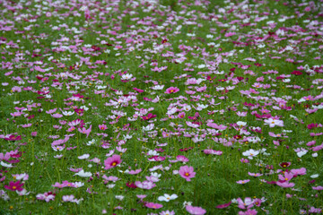 Flowers blooming along the Hahn river in Da Nang river in Da Nang Vietnam