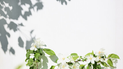Blossoming white flowers with shadows on a bright wall in spring