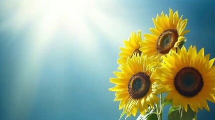 Fototapeta premium Elegant Sunflower Bouquet in Soft Golden Light