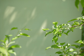 Green leaves gently swaying against a soft green background in sunlight