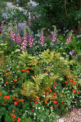 Flower border with mixed planting including Digitalis and Ferns