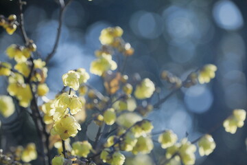 寒空に咲く蠟梅