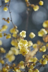 寒空に咲く蠟梅