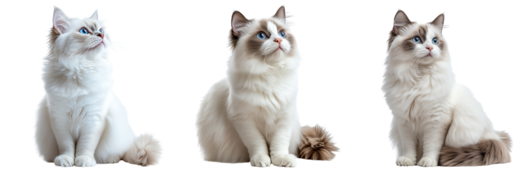 Playful ragdoll cats on a transparent background studio setting pets