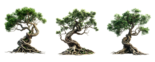 Large ancient trees with twisted branches and sprawling roots on a transparent background.