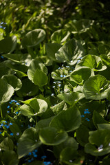 Obraz premium Lush green foliage with delicate blue flowers in a vibrant garden setting
