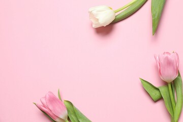 Fototapeta premium Beautiful fresh tulips on color background