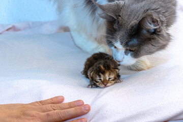 Mainecoon Katzen Baby mit seiner beschützt von der Mama.