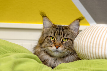 Katze Kuschelt im Bett.