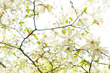 Obraz premium Blooming tree branches. Magnolia blossoms. Close-up of white magnolia flowers on a tree against the backdrop of a green spring park. blurred foreground 
