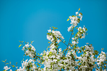 Blossoming white flowers against a bright blue sky in springtime