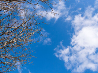 1月の青空と白い雲と葉の落ちた樹木231