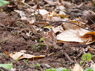 Emberiza elegans walking on ground and looking for food.