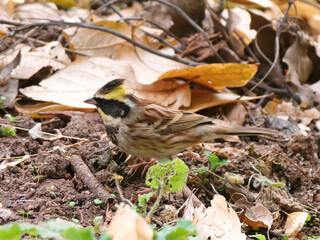 Emberiza elegans walking on ground and looking for food.