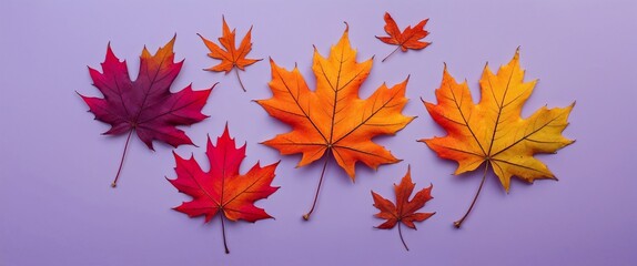 Fototapeta premium Maple leaves with vibrant autumn hues placed on a plain soft lavender background