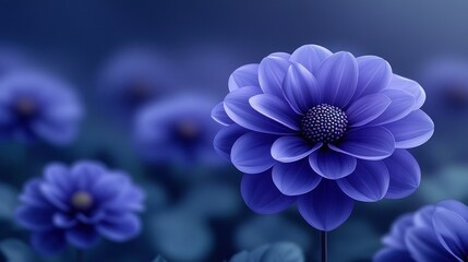 Blue Dahlia Blooming in Garden, Dusk