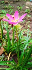 Zephyranthesrosea