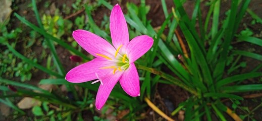 Zephyranthes rosea pink flower in my garden