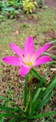 Zephyranthes rosea pink flower