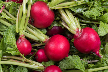 収穫した二十日大根のアップ