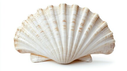 Beautiful scallop shell displaying unique texture and natural patterns found on the beach