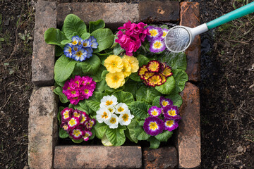 花壇の花への水やり