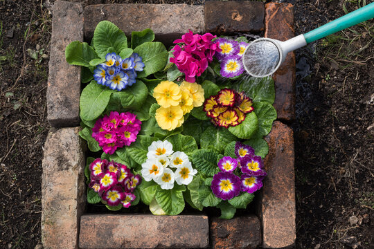 花壇の花への水やり